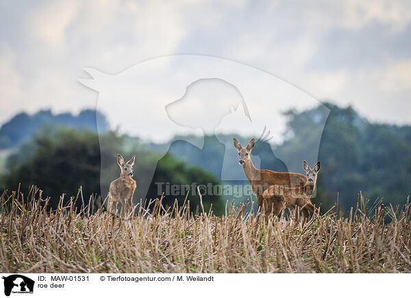 Rehe / roe deer / MAW-01531