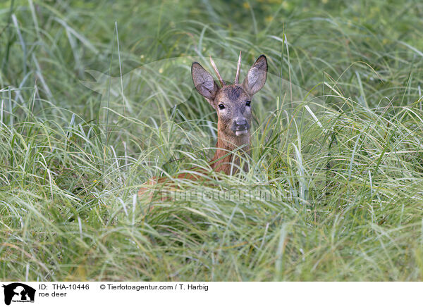 Reh / roe deer / THA-10446