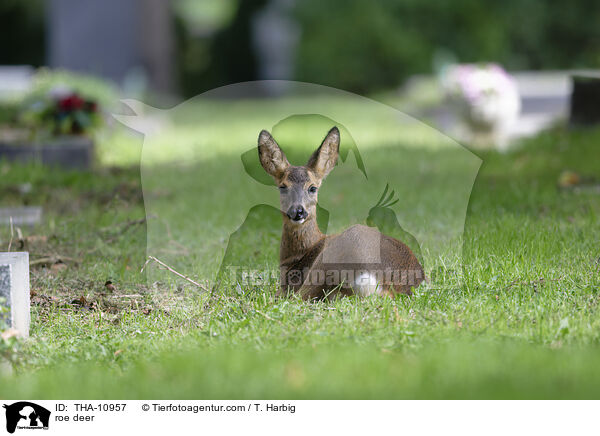 Reh / roe deer / THA-10957