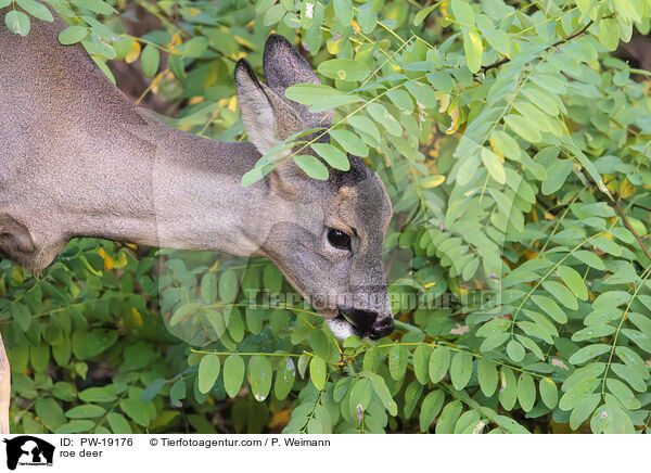 Rehwild / roe deer / PW-19176