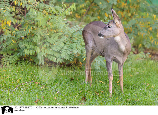 Rehwild / roe deer / PW-19179