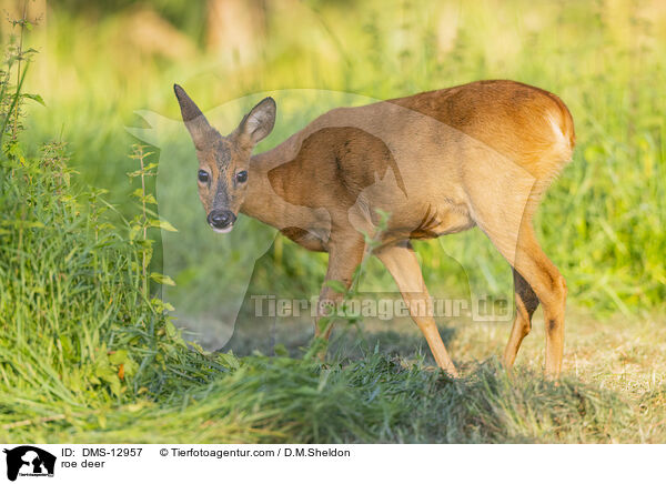 Reh / roe deer / DMS-12957