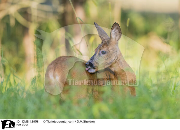Reh / roe deer / DMS-12958