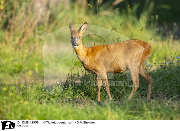 Reh / roe deer / DMS-12959