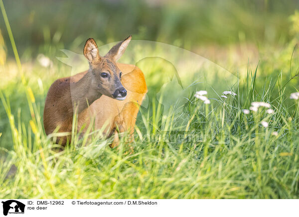 Reh / roe deer / DMS-12962