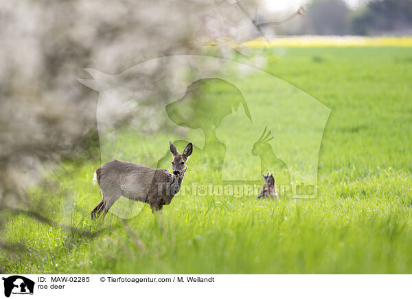 roe deer / MAW-02285