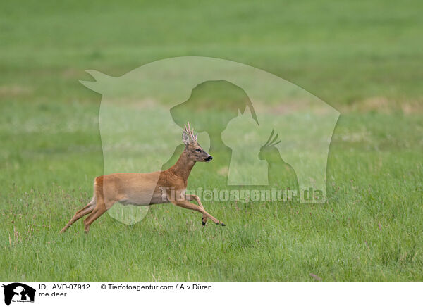 Rehbock / roe deer / AVD-07912