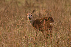 roe deer