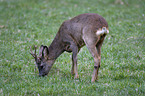 young roebuck