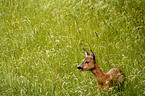 Roe Deer