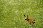 Roe Deer