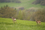 roe deer