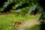 standing roe deer