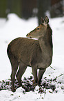 roe deer in snow