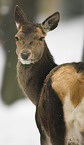 roe deer in snow