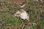 roe deer skull