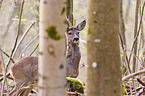 roe deer