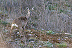 roe deer