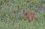 roe deer