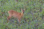 roe deer