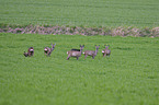 roe deers