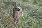 roe deer