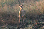 roe deer