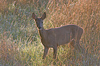 roe deer