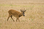 roe deer