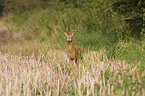 roe deer