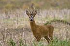 roe deer