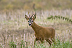 roe deer