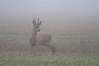 roe deer in rain