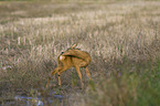 roe deer