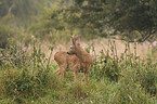 roe deer