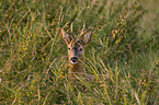 roe deer