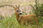 roe deer