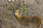 roe deer