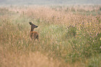 roe deer