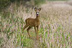 roe deer