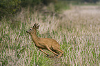 roe deer