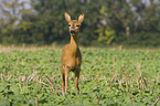 roe deer