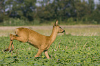 roe deer