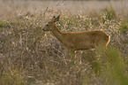 roe deer