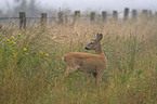 roe deer