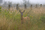 roe deer