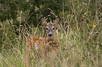 roe deer