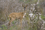 roe deer