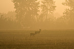 roe deer in rain