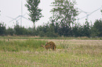 copulating roe deers